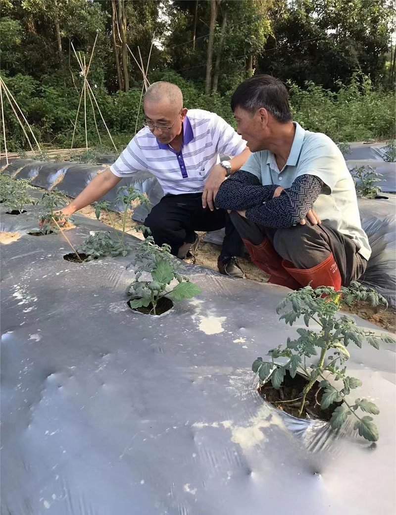 圣女果技术指导现场